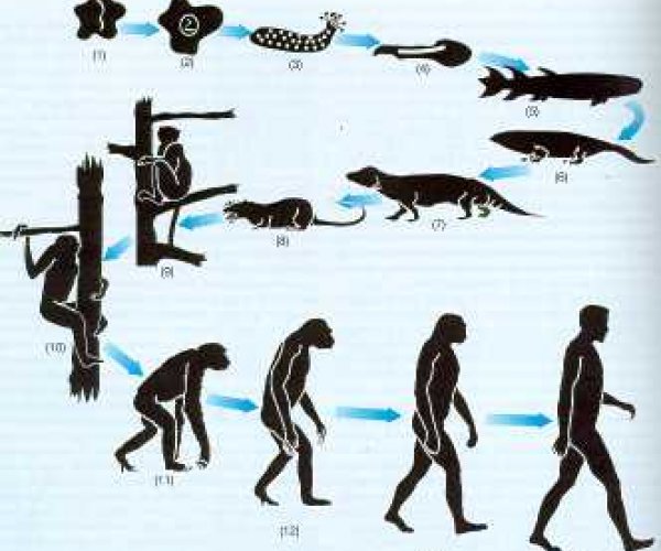 Основные результаты эволюции по Ч.Дарвину