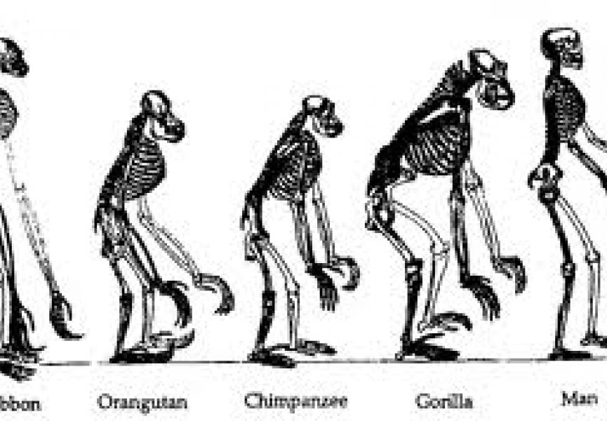 Антропогенез, предки человека и основные этапы его эволюции