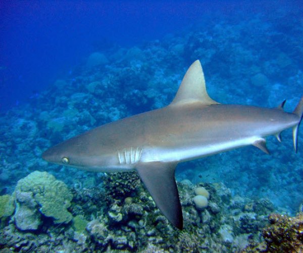 Ученые разгадали секрет быстрого плаванья акул