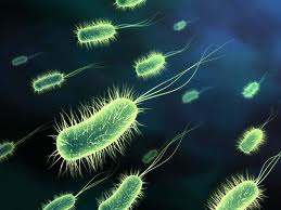 Царство Бактерии