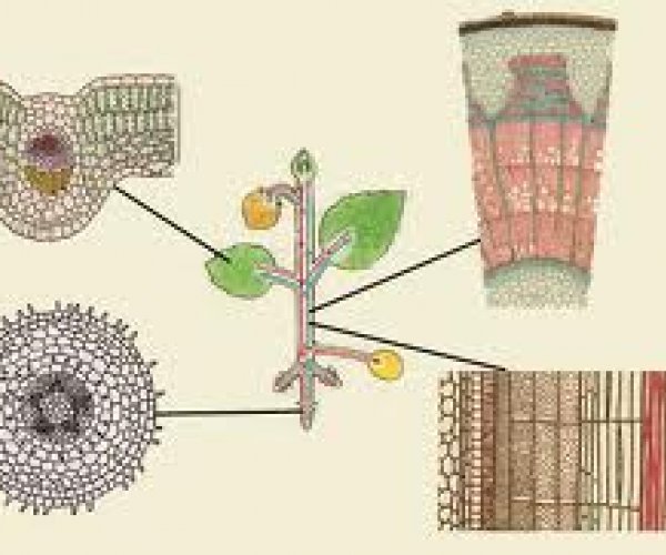 Ткани растений