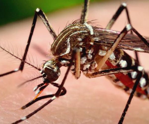 Малярийных комаров привлекает микрофлора кожи человека