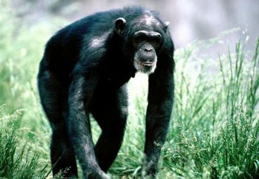 В случае опасности шимпанзе не просто предупреждают об этом своих собратьев