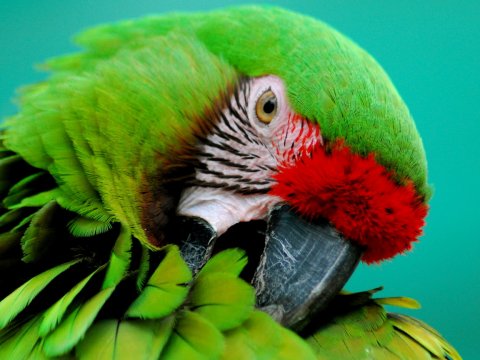 В список самых опасных созданий попали даже попугаи и белки