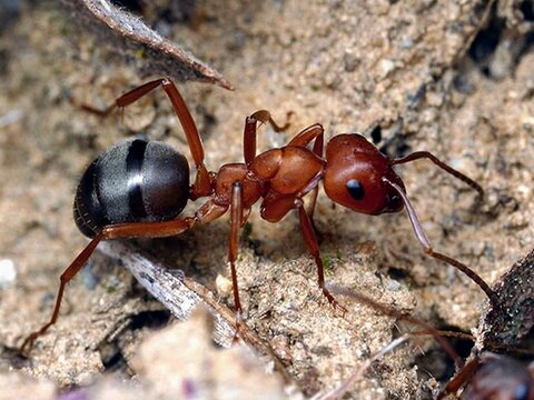 Символическая роль муравьев