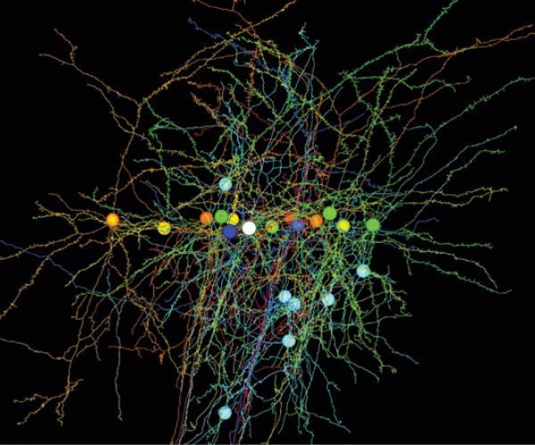 Ученые создали трехмерную карту связей мозга