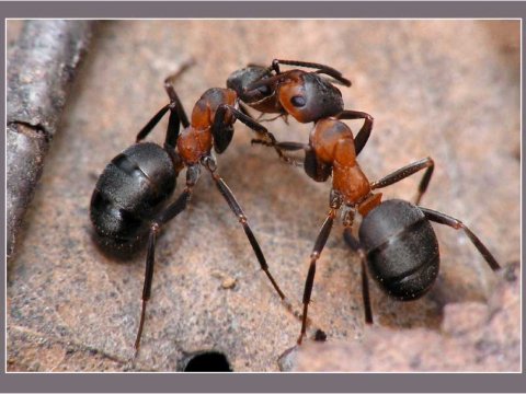У муравьев обнаружена асимметрия мозга