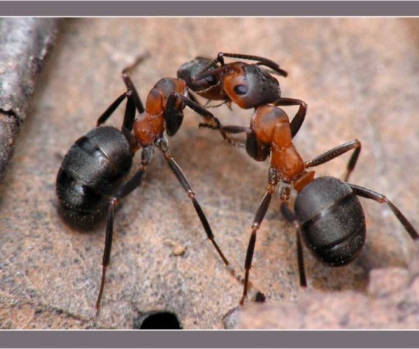 У муравьев обнаружена асимметрия мозга