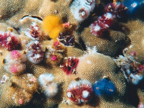 Благодаря анализу морских червей появилась возможность изучить бактерии человека
