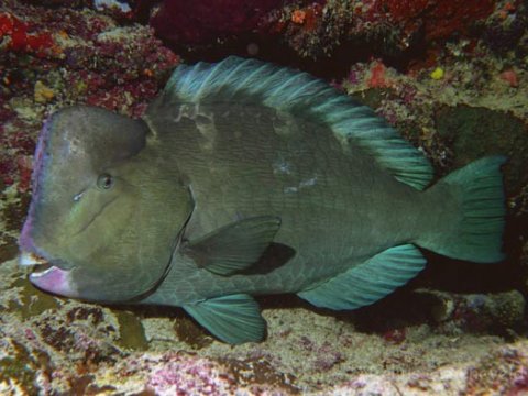 Биологи обнаружили агрессивных рыб