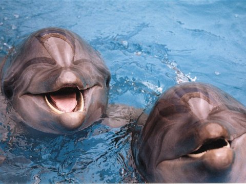 Ученые открыли новые страницы в эволюции дельфинов
