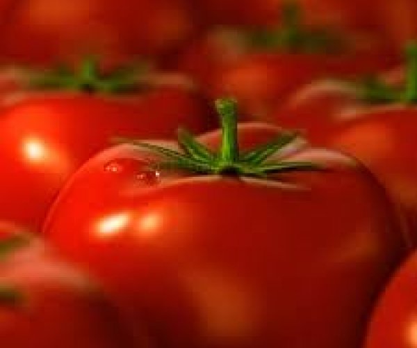 Селекционеры вывели безвкусные помидоры