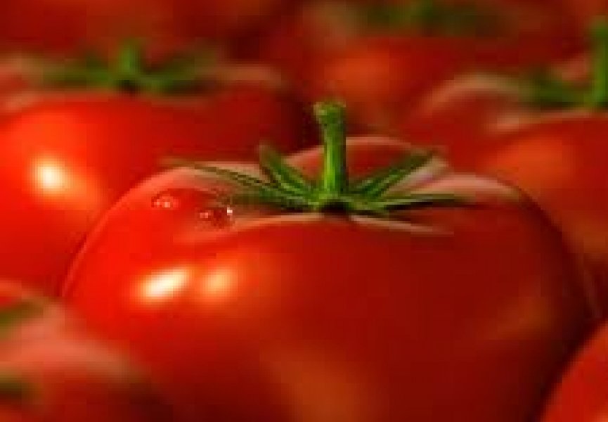 Селекционеры вывели безвкусные помидоры