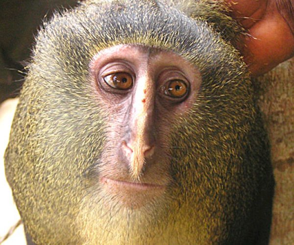 Cercopithecus lomamiensis – новый вид приматов