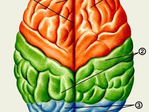 Новое исследование головного мозга позволит по-новому взглянуть на процесс его развития