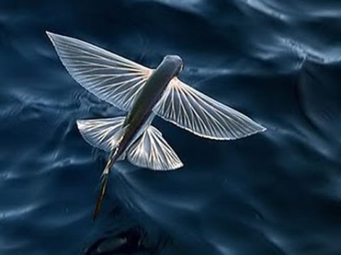 Ученые нашли самые древние останки летучей рыбы
