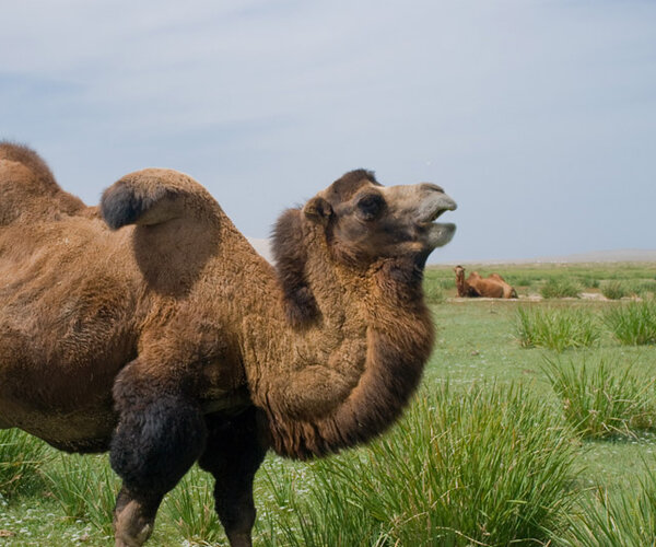 Ученые расшифровали геном двугорбого верблюда