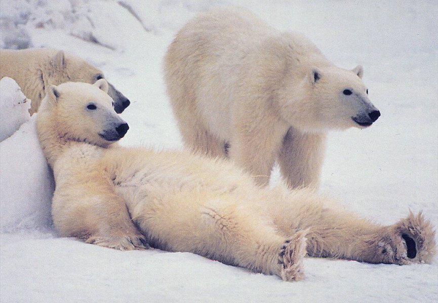 Существует ли связь между бурыми и белыми медведями