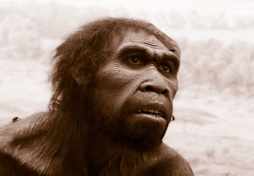 Предки человека начали очеловечиваться более 3 млн. лет назад