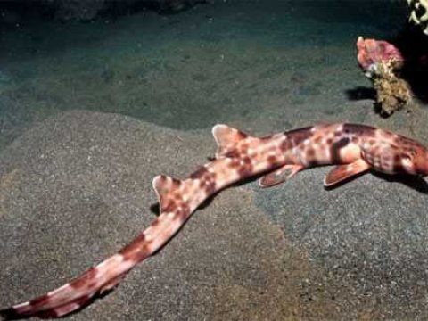 Ихтиологи нашли новый вид акул