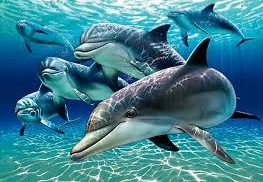 Вблизи Австралии нашли новый вид дельфинов
