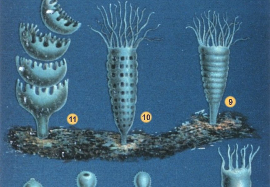 Ученые научились контролировать популяции ушастых медуз