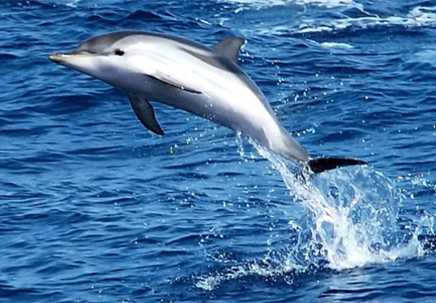 Вполне возможно, что малайские дельфины являются гибридами