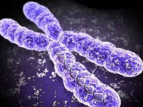 Искусственные хромосомы воплотили в жизнь