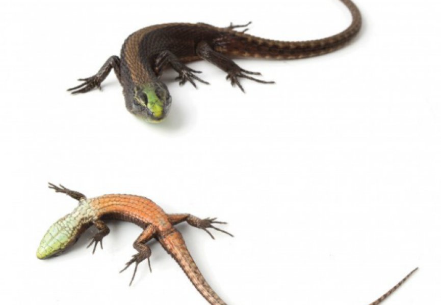 В Эквадоре обнаружен новый вид теневых ящериц