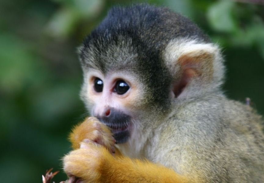Как рацион древних приматов повлиял на их эволюцию