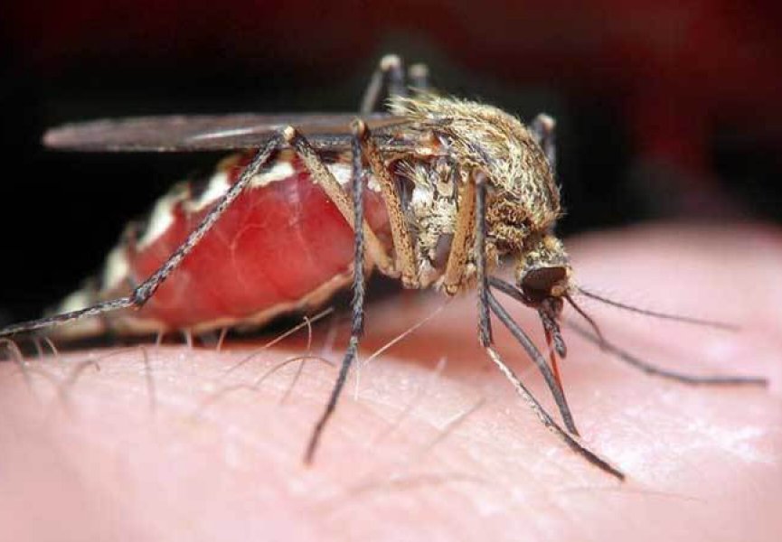 В Африке появился новый вид малярийного комара