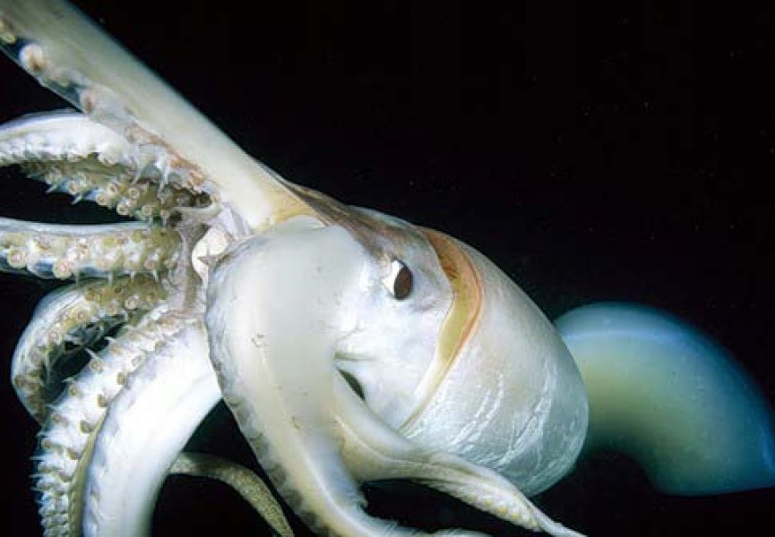 Гигантские кальмары умеют менять цвет кожи