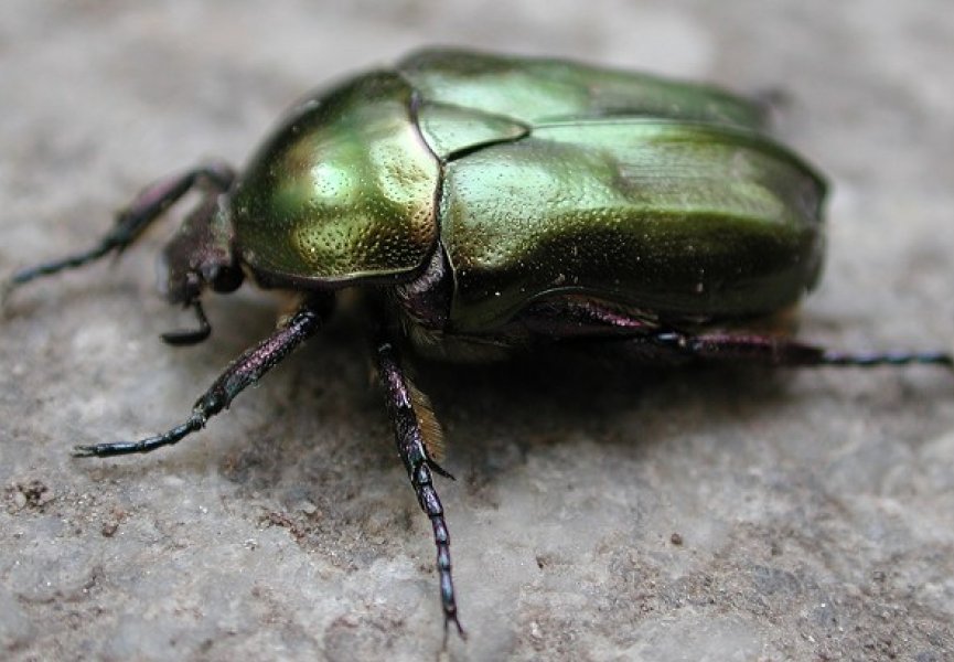 Возможность быстрой адаптации сделала жуков самыми стойкими организмами на планете
