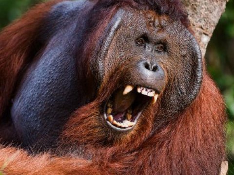 Орангутаны научились отпугивать хищников уникальным методом