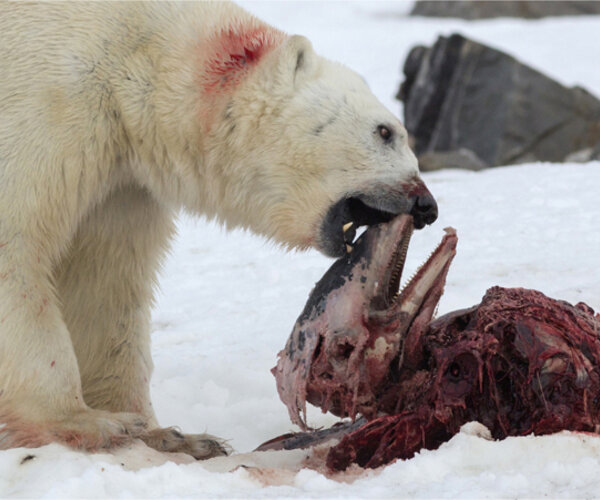 Белые медведи научились прятать недоеденное мясо в «холодильник»