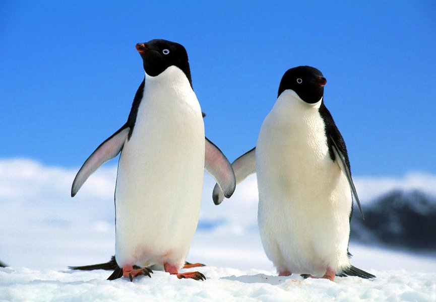 Не смотря на моногамность пингвины предпочитают жить раздельно