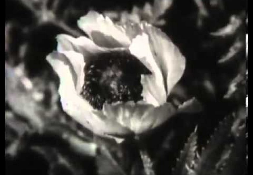 Опыление и оплодотворение цветковых растений, НаучФильм, 1987