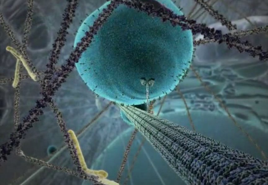Жизнь клетки и взаимодействие ее с вирусом