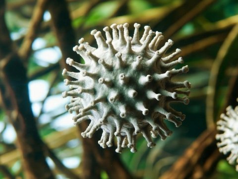 В Японии открыли ещё одного гиганта среди вирусов