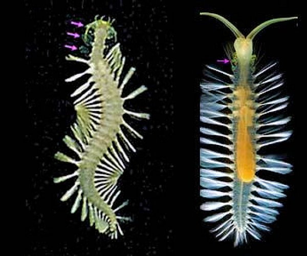 Обнаружено семь новых видов глубоководных червей