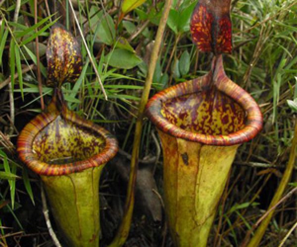 Открыт новый вид гигантского хищного растения