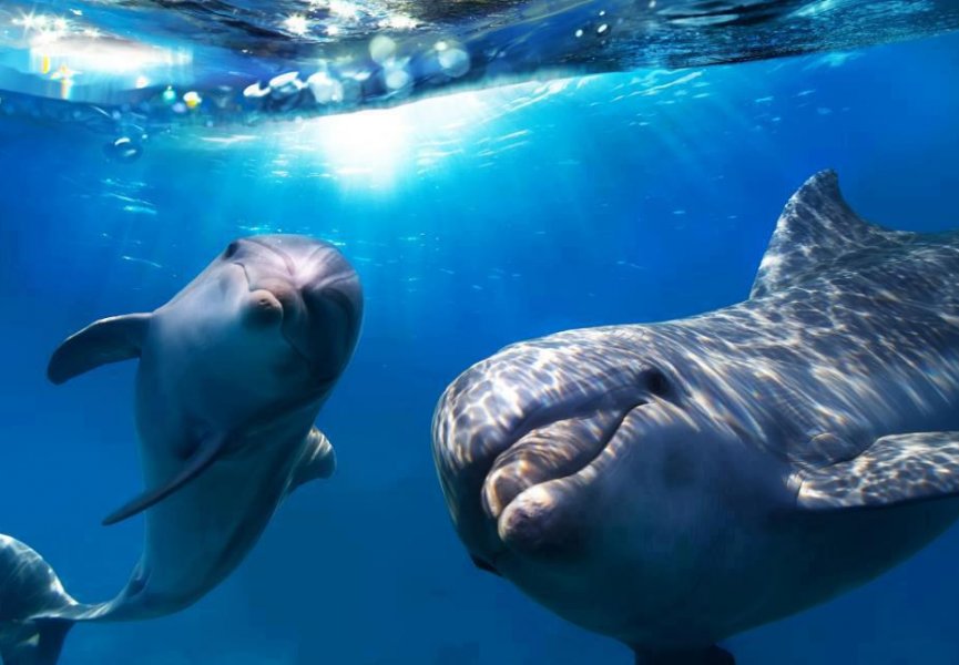 Эхолокационные сигналы дельфинов могут передавать изображение человека