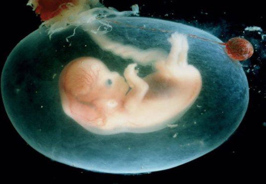 Британские генетики планируют модифицировать человеческий эмбрион на генетическом уровне