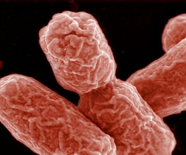 Бактерии заставили существовать в «коллективе»