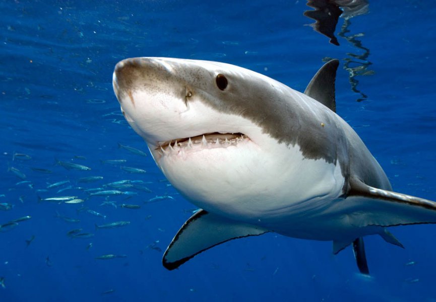 Как акулы видят друг друга