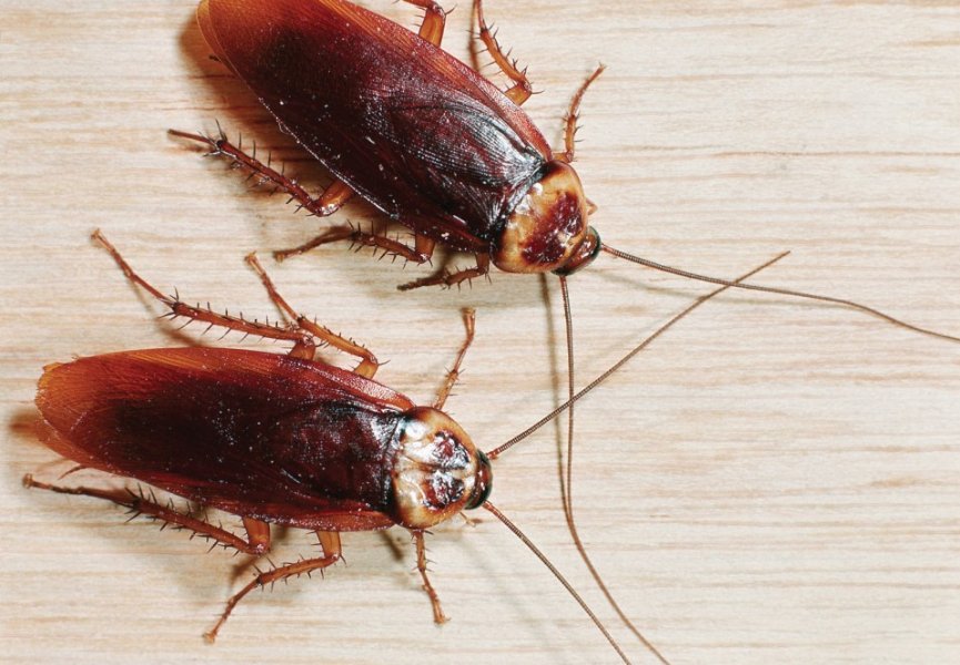 Энтомологи выяснили причину появления поведенческих аномалий у тараканов