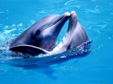 Дельфины разговаривают между собой подобно людям