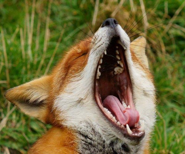 Существует ли связь между зеванием и размером головного мозга