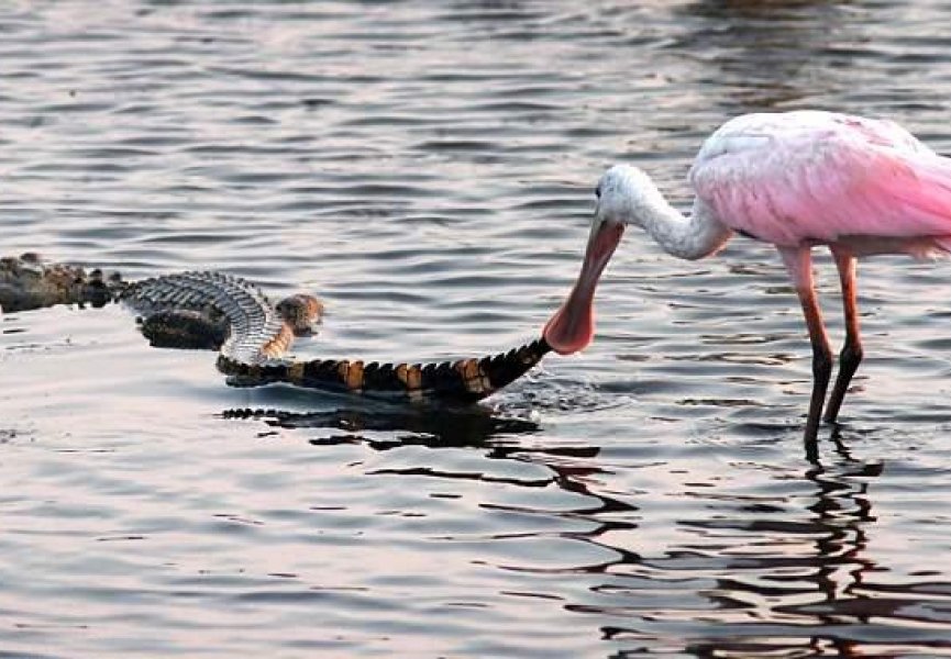 Наконец-то установлена четкая эволюционная связь между крокодилами и птицами