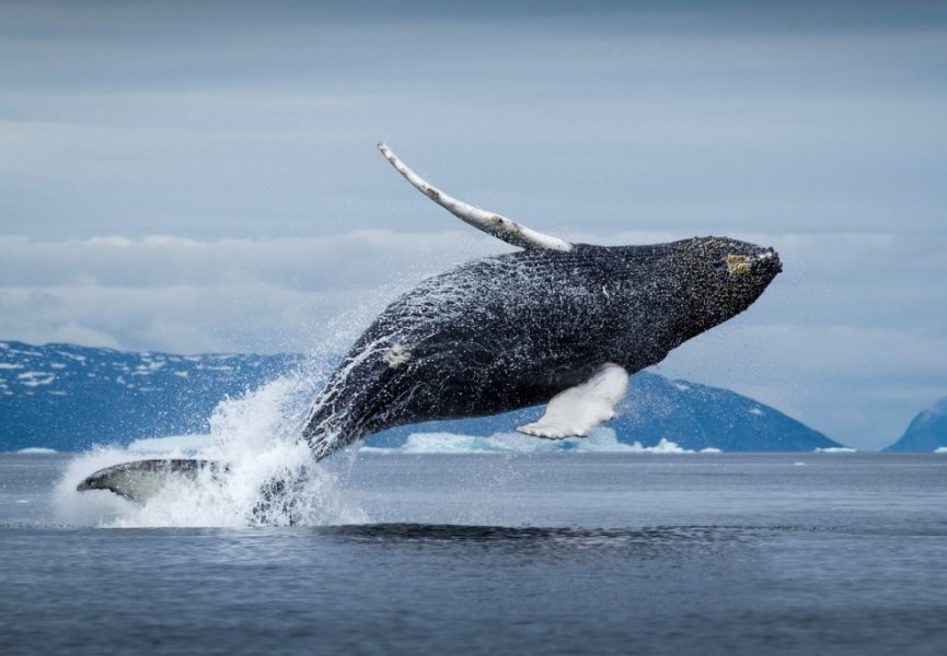 Выяснена причина гигантизма китов